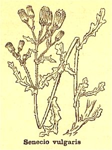 Senecio vulgaris - 001x
