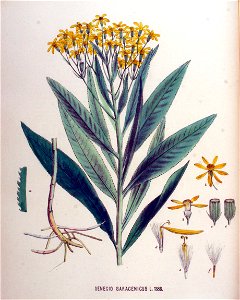 Senecio saracenicus — Flora Batava — Volume v18. Free illustration for personal and commercial use.