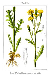 Senecio vernalis Sturm60