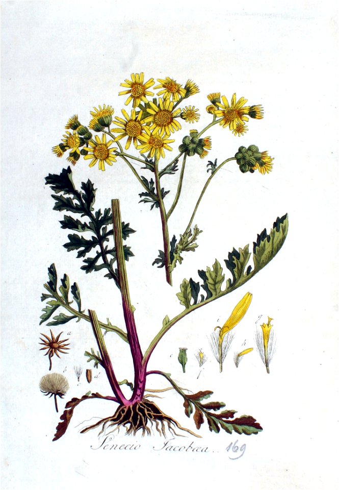 Senecio jacobaea — Flora Batava — Volume v3