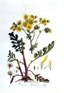 Senecio jacobaea — Flora Batava — Volume v3. Free illustration for personal and commercial use.