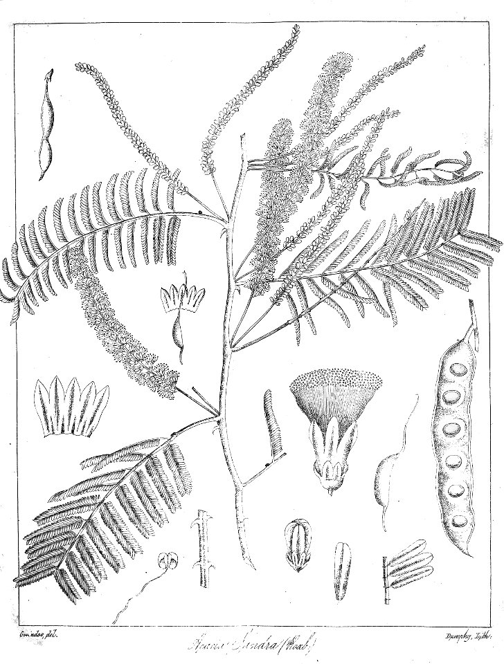 Senegalia chundra Govindoo