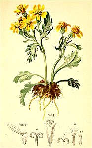 Senecio carniolicus Atlas Alpenflora. Free illustration for personal and commercial use.