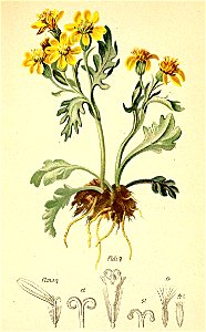 Senecio carniolicus Atlas Alpenflora