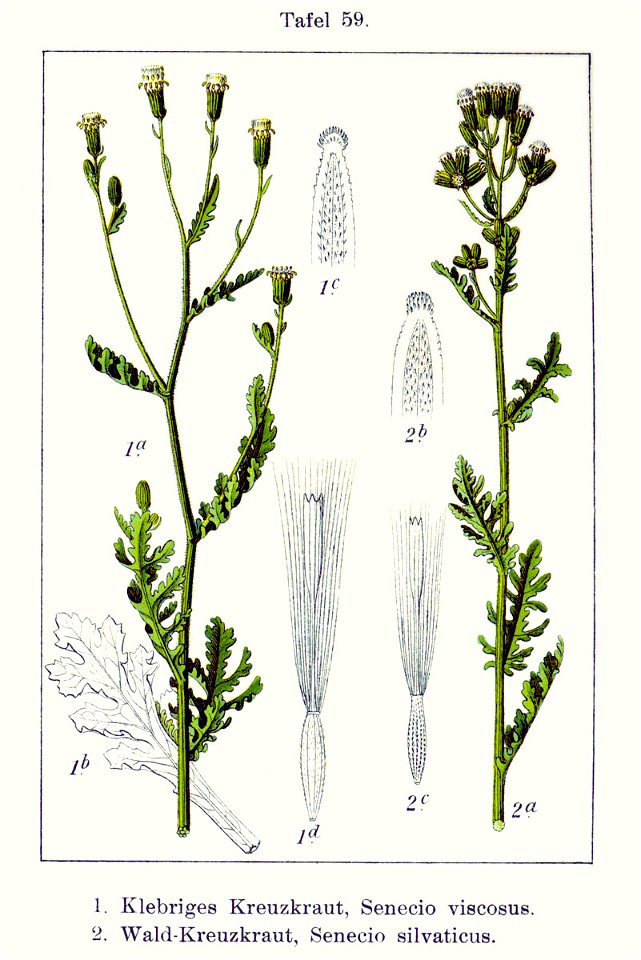 Senecio spp Sturm59