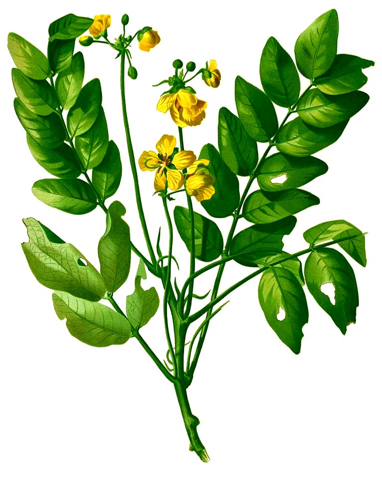 Senna sulfurea Blanco2.426b-cropped