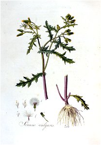 Senecio vulgaris — Flora Batava — Volume v3