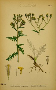 Senecio sylvaticus - 001x