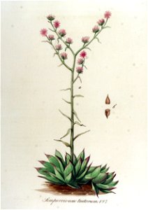 Sempervivum tectorum — Flora Batava — Volume v12. Free illustration for personal and commercial use.