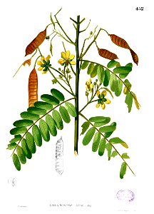 Senna timoriensis Blanco2.452