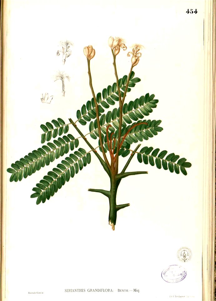 Serianthes grandiflora Blanco2.454-original