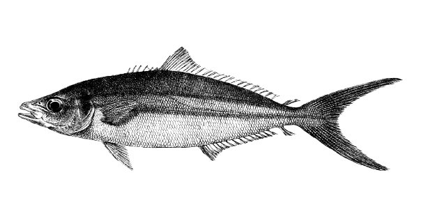 Seriolichthys bipinnulatus Ford 51A. Free illustration for personal and commercial use.