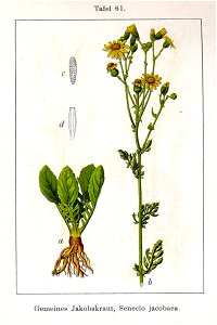 Senecio jacobaea Sturm13061