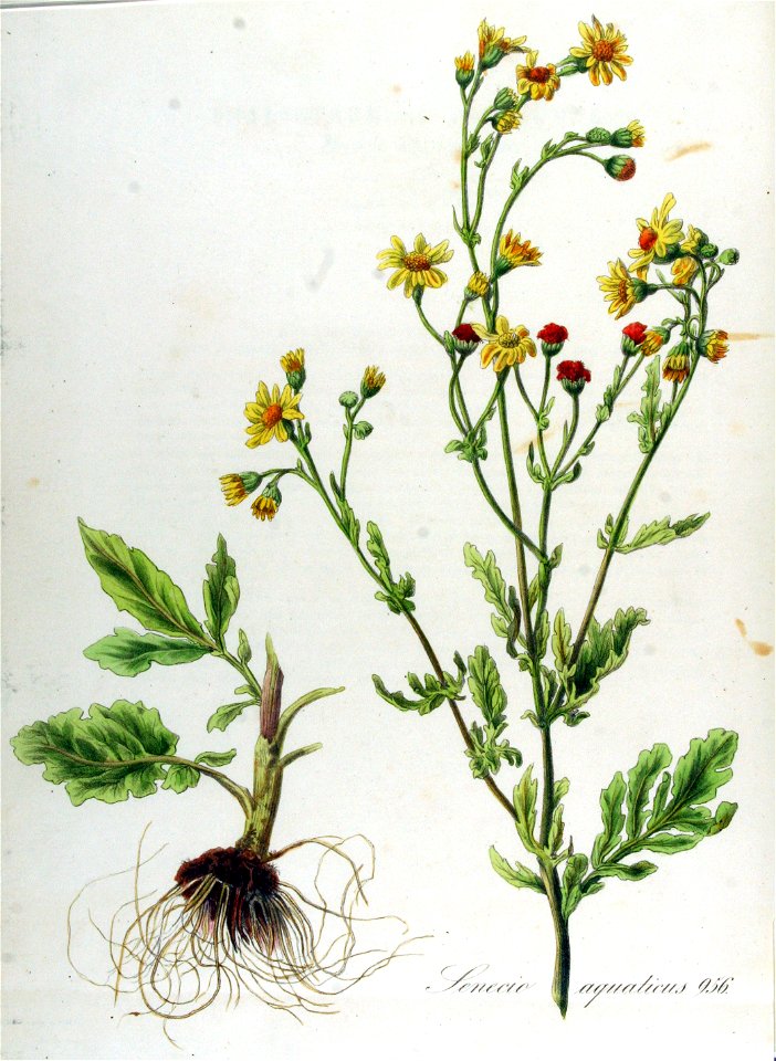 Senecio aquaticus — Flora Batava — Volume v12