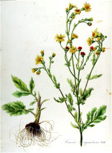 Senecio aquaticus — Flora Batava — Volume v12