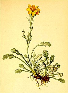 Senecio incanus Atlas Alpenflora