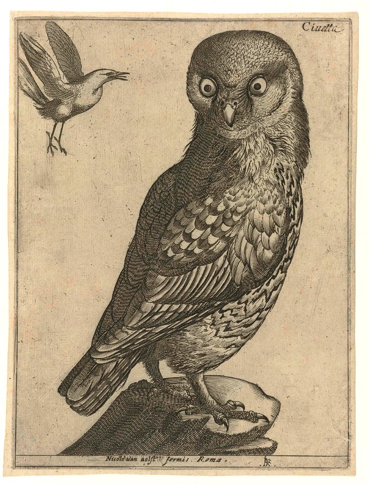 Serie van 9 vogels- Civetta
