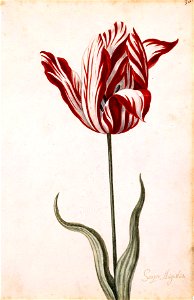 Semper Augustus Tulip 17th century. Free illustration for personal and commercial use.