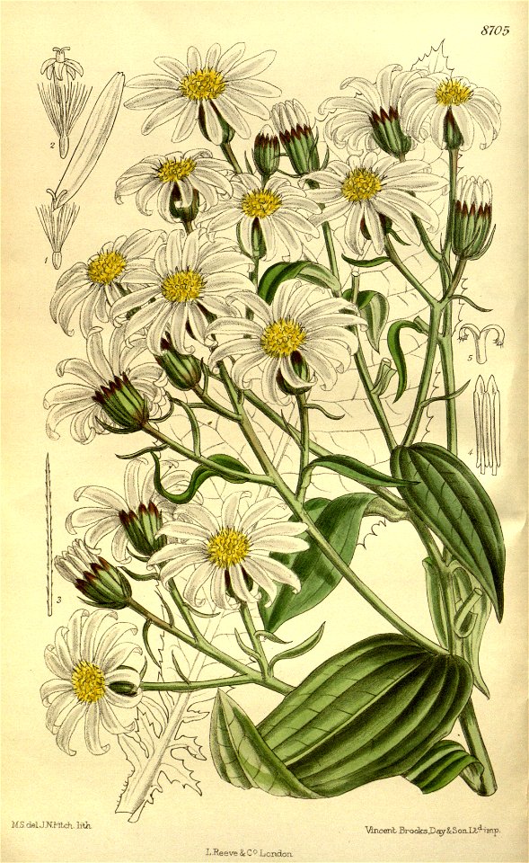 Senecio hectori 143-8705