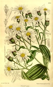 Senecio hectori 143-8705
