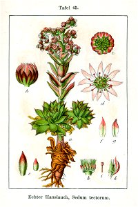 Sempervivum tectorum Sturm45