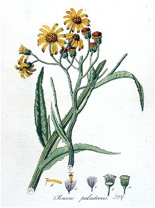 Senecio paludosus — Flora Batava — Volume v4. Free illustration for personal and commercial use.
