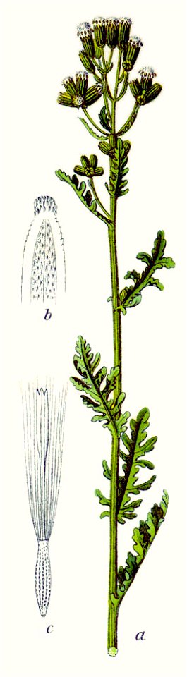 Senecio sylvaticus-watercolor