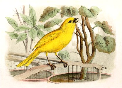 Serinus canaria 1869