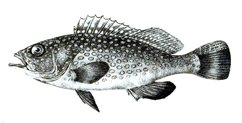Seranus waandersi Ford 8