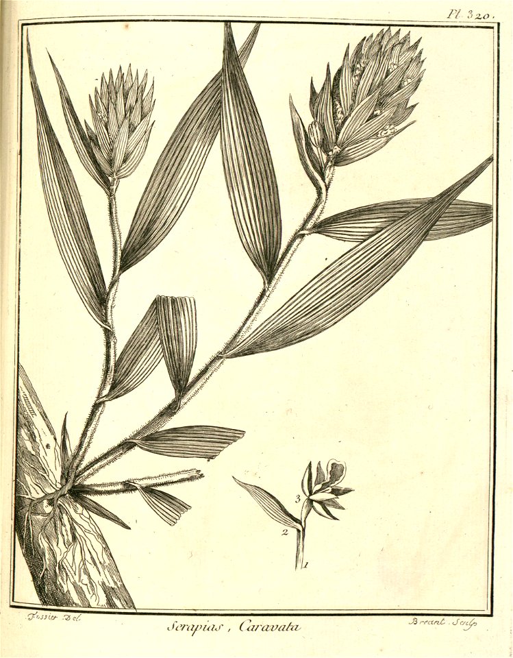 Serapias caravata Aublet 1775 pl 320