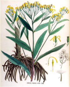 Senecio fuchsii — Flora Batava — Volume v17