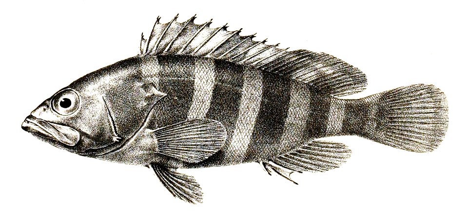 Serranus diacanthus Ford 3