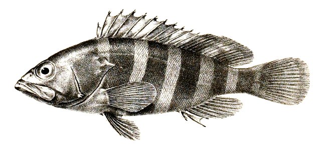Serranus diacanthus Ford 3. Free illustration for personal and commercial use.