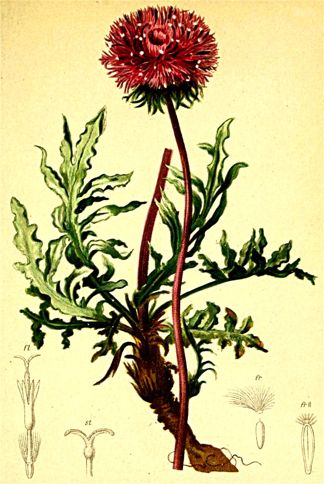 Serratula helleniifolia Atlas Alpenflora