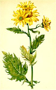 Senecio cordifolius Atlas Alpenflora
