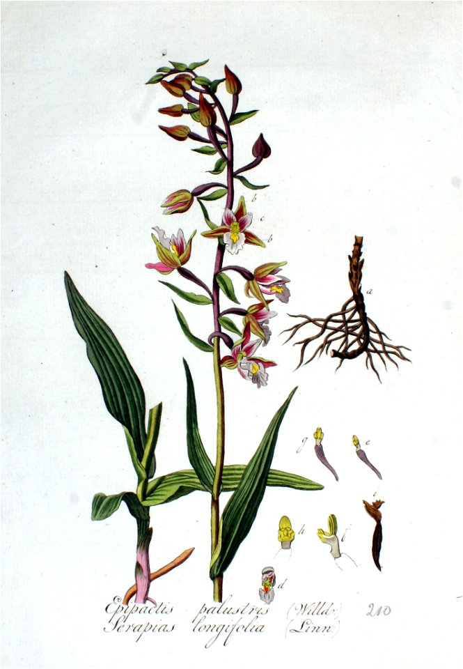 Serapias longifolia — Flora Batava — Volume v3
