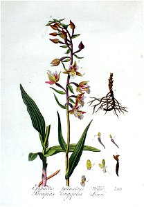 Serapias longifolia — Flora Batava — Volume v3