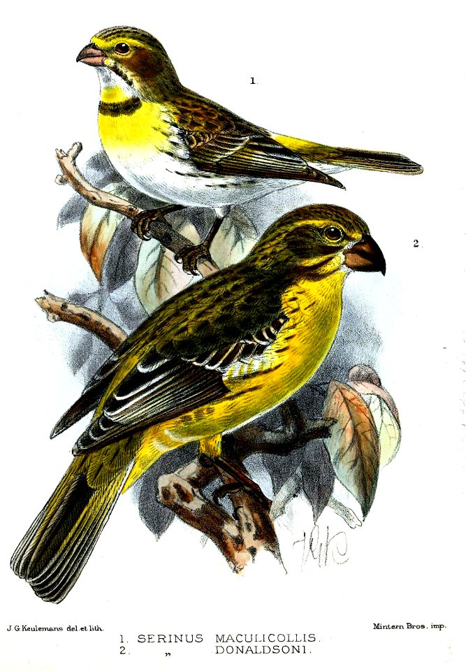 SerinusKeulemans