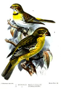 SerinusKeulemans
