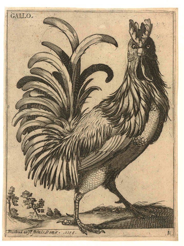 Serie van 9 vogels- Gallo