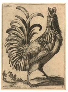 Serie van 9 vogels- Gallo