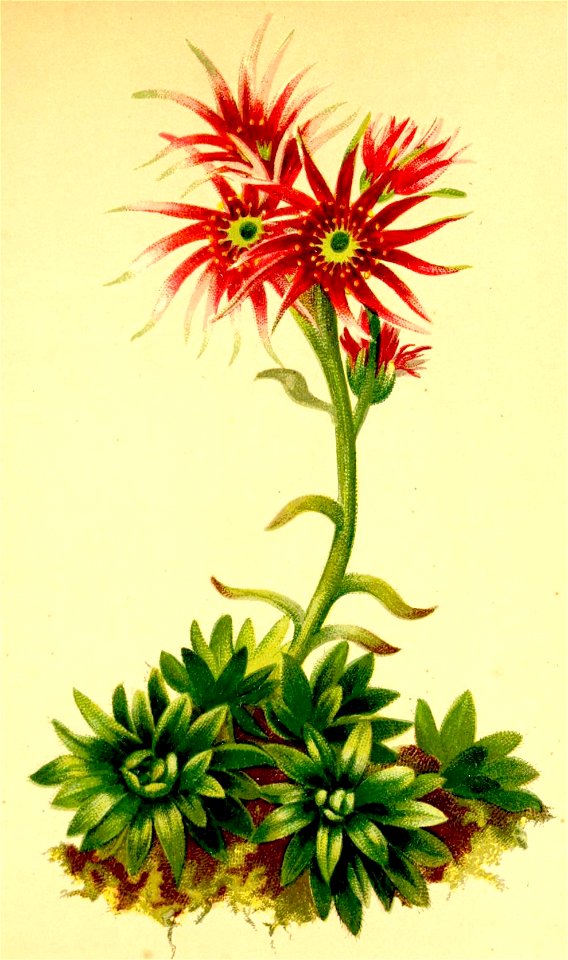 Sempervivum funkii Atlas Alpenflora