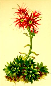 Sempervivum funkii Atlas Alpenflora
