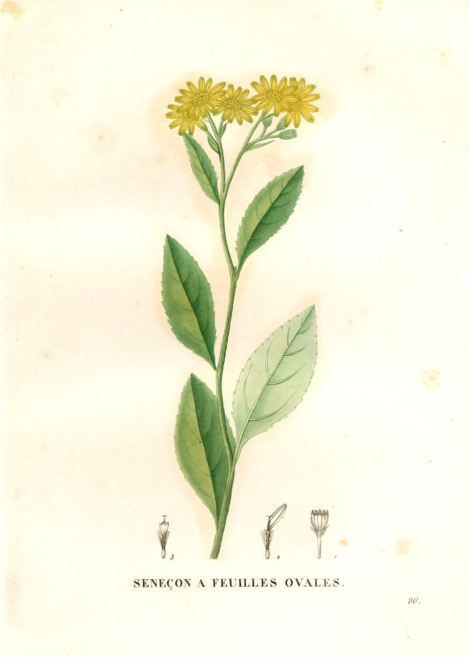 Senecio ovatus
