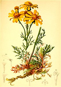 Senecio abrotanifolius Atlas Alpenflora. Free illustration for personal and commercial use.