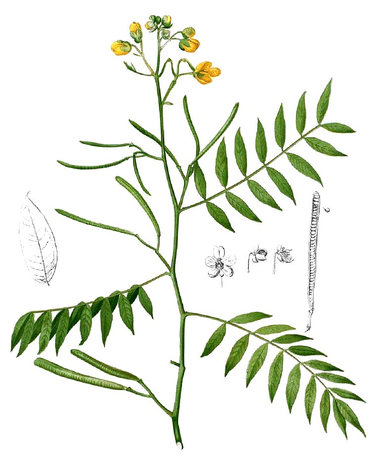 Senna occidentalis Blanco1.73b-cropped