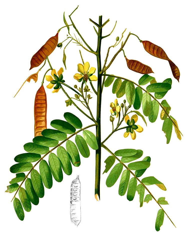 Senna timoriensis Blanco2.452-cropped
