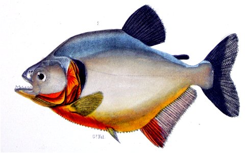 Serrasalmus humeralis