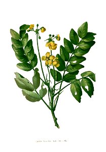 Senna sulfurea Blanco clean