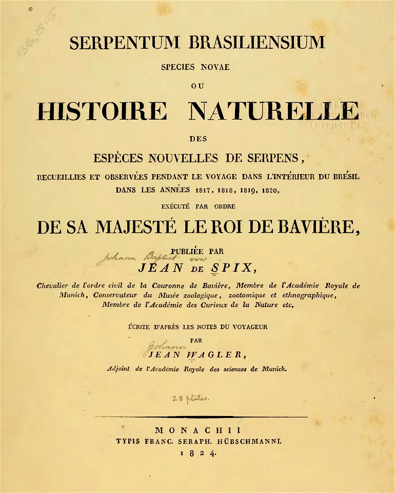 Serpentum Brasiliensium species novae (page 5 crop)